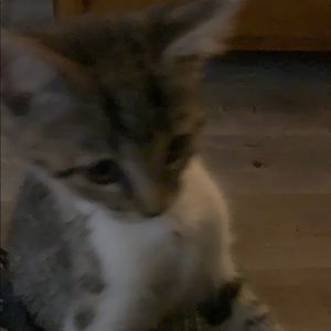 Meet your Posher, Roberta